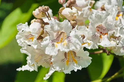 Catalpa speciosa